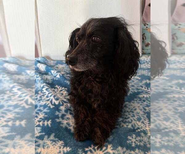 Medium Photo #1 Cavalier King Charles Spaniel-Dachshund Mix Puppy For Sale in Los Angeles, CA, USA