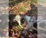 Small Photo #4 Australian Shepherd-F2 Aussiedoodle Mix Puppy For Sale in RALEIGH, NC, USA
