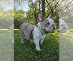 Small #23 English Bulldog