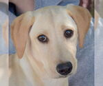 Small Photo #1 Greyhound-Unknown Mix Puppy For Sale in Huntley, IL, USA