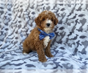 Cavapoo (Miniature) Puppy for sale in LAKELAND, FL, USA