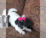 Small Photo #7 Shih Tzu Puppy For Sale in MEADOW BRIDGE, WV, USA