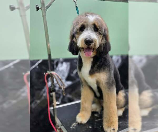 Medium Photo #2 Bernese Mountain Dog-Unknown Mix Puppy For Sale in Tenafly, NJ, USA
