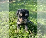 Small #1 Cock-A-Poo-Yorkshire Terrier Mix