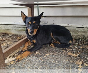 Miniature Pinscher Dogs for adoption in Bloomingdale, NJ, USA