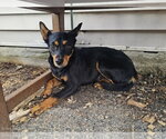Small Miniature Pinscher