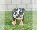 Small Photo #16 English Bulldog Puppy For Sale in STUDIO CITY, CA, USA