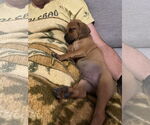 Small #10 Pug Mix