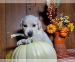 Small Photo #5 English Cream Golden Retriever Puppy For Sale in PEYTON, CO, USA