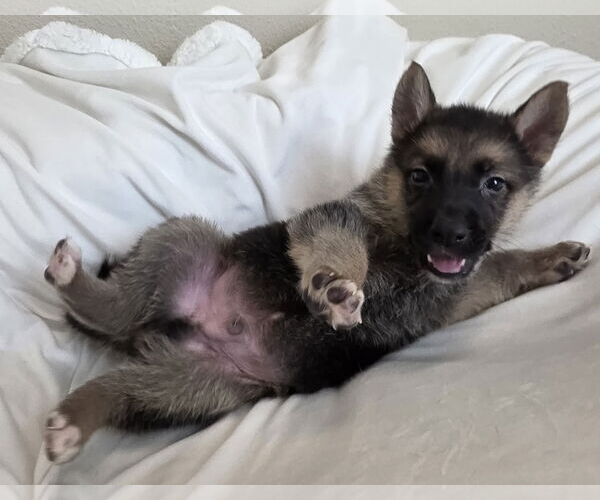 Medium Photo #3 German Shepherd Dog-Unknown Mix Puppy For Sale in McKinney, TX, USA