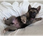 Small #2 German Shepherd Dog Mix