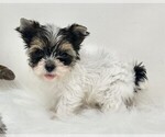 Small #28 Biewer Terrier