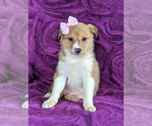 Shetland Sheepdog-Unknown Mix Puppy for sale in PEACH BOTTOM, PA, USA
