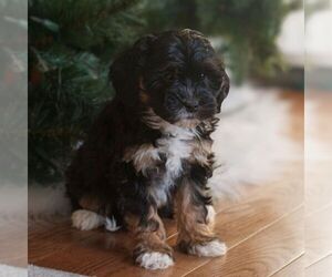 Bernedoodle (Miniature) Puppy for sale in NEW HOLLAND, PA, USA