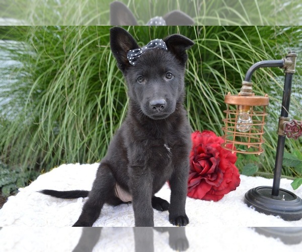 Medium Photo #2 German Shepherd Dog Puppy For Sale in HONEY BROOK, PA, USA