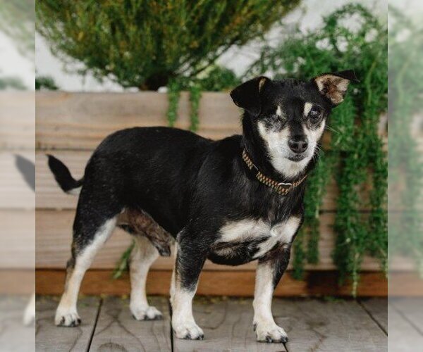 Medium Photo #3 Chihuahua Puppy For Sale in Pacific Grove, CA, USA