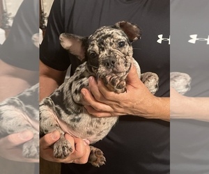 French Bulldog Puppy for sale in BOSTON, MA, USA