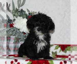 YorkiePoo Puppy for sale in RISING SUN, MD, USA