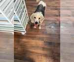 Small #5 Beagle