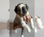 Small Photo #5 Miniature Australian Shepherd Puppy For Sale in WOLFE CITY, TX, USA