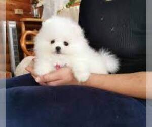Pomeranian Puppy for sale in SACRAMENTO, CA, USA