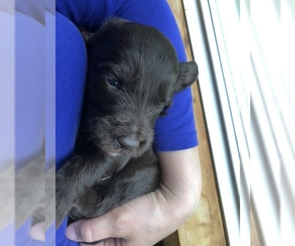 Medium Photo #16 Labradoodle Puppy For Sale in MIFFLINBURG, PA, USA