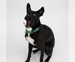 Small #4 American Pit Bull Terrier-Border Collie Mix