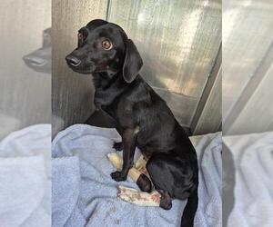 Dachshund-Unknown Mix Dogs for adoption in San Antonio, TX, USA