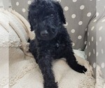 Small Photo #8 Goldendoodle Puppy For Sale in WEST, TX, USA