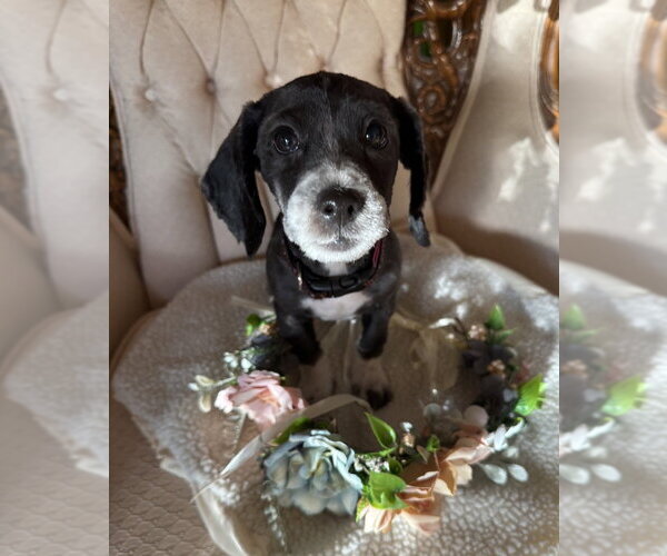 Medium Photo #2 Cocker Spaniel-Unknown Mix Puppy For Sale in Mundelein, IL, USA