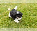 Small Photo #1 Shih Tzu Puppy For Sale in NAPPANEE, IN, USA