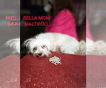 Small Photo #1 Morkie Puppy For Sale in WACO, TX, USA
