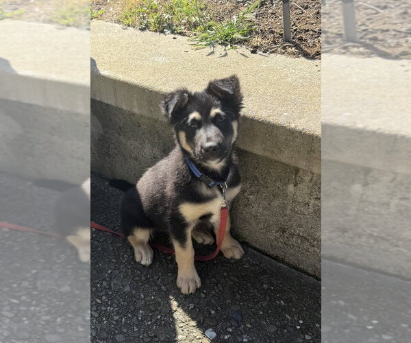 Medium Photo #7 Mutt Puppy For Sale in Pacifica, CA, USA