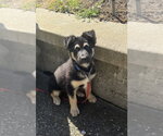 Small #6 Mutt