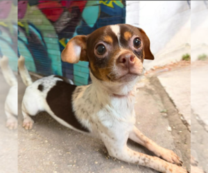 Chihuahua-Unknown Mix Dogs for adoption in Cranston, RI, USA