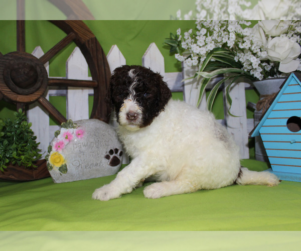 Medium Photo #11 Poodle (Standard) Puppy For Sale in CHANUTE, KS, USA
