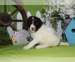 Small Photo #11 Poodle (Standard) Puppy For Sale in CHANUTE, KS, USA