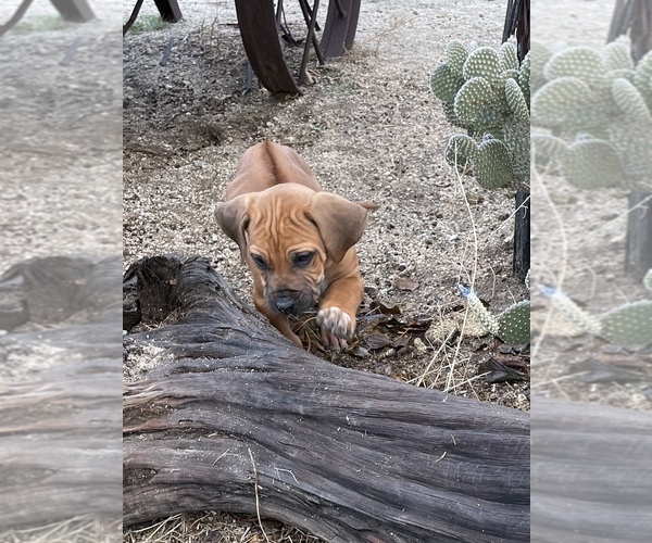 Medium Photo #81 Rhodesian Ridgeback Puppy For Sale in MORONGO VALLEY, CA, USA