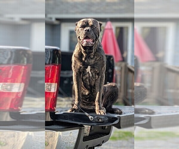 Medium Photo #1 Cane Corso Puppy For Sale in HARRISBURG, IL, USA
