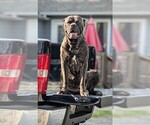 Small Photo #1 Cane Corso Puppy For Sale in HARRISBURG, IL, USA