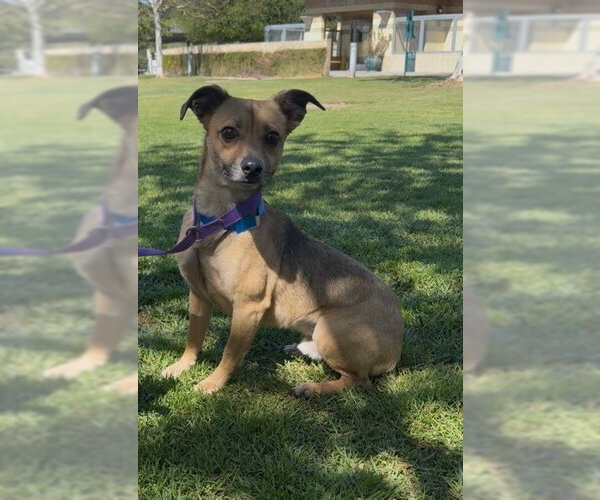 Medium Photo #1 Mutt Puppy For Sale in Riverside, CA, USA