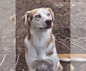 Siberian Husky-Unknown Mix Dogs for adoption in Sequim, WA, USA