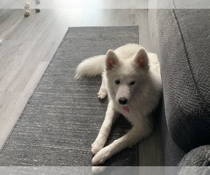 Samoyed Puppy for sale in MENIFEE, CA, USA