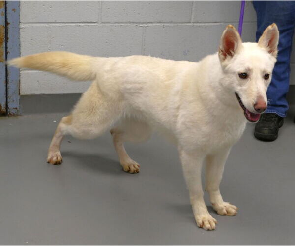 Medium Photo #3 German Shepherd Dog-Unknown Mix Puppy For Sale in Pittsburgh, PA, USA