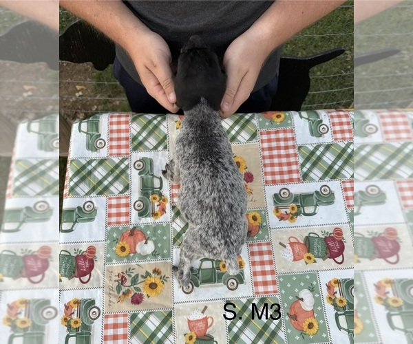 Medium Photo #6 German Shorthaired Pointer Puppy For Sale in ARGONNE, WI, USA