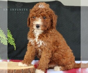 Goldendoodle Puppy for sale in NARVON, PA, USA