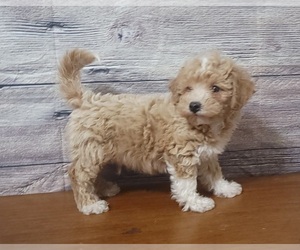 Bichpoo Puppy for Sale in SHAWNEE, Oklahoma USA