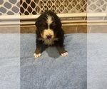 Small Photo #8 Bernese Mountain Dog Puppy For Sale in FRANKTOWN, CO, USA