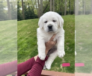 Labrador Retriever Puppy for sale in DIX HILLS, NY, USA