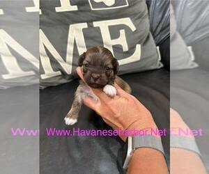 Havanese Puppy for sale in MBORO, TN, USA